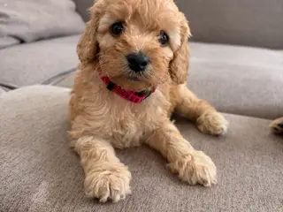 Doodle hundehvalpe til salg🐶