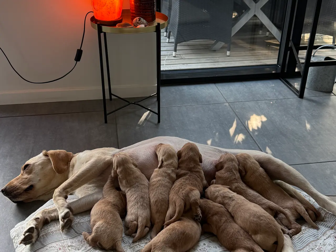 Billede 1 - Labradoodles
