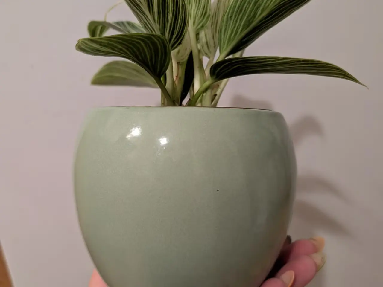 Billede 3 - Philodendron White measure "birkin"