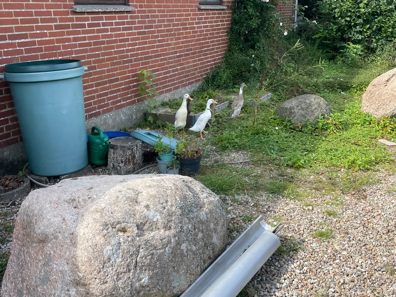 Billede 2 - Løbeænder