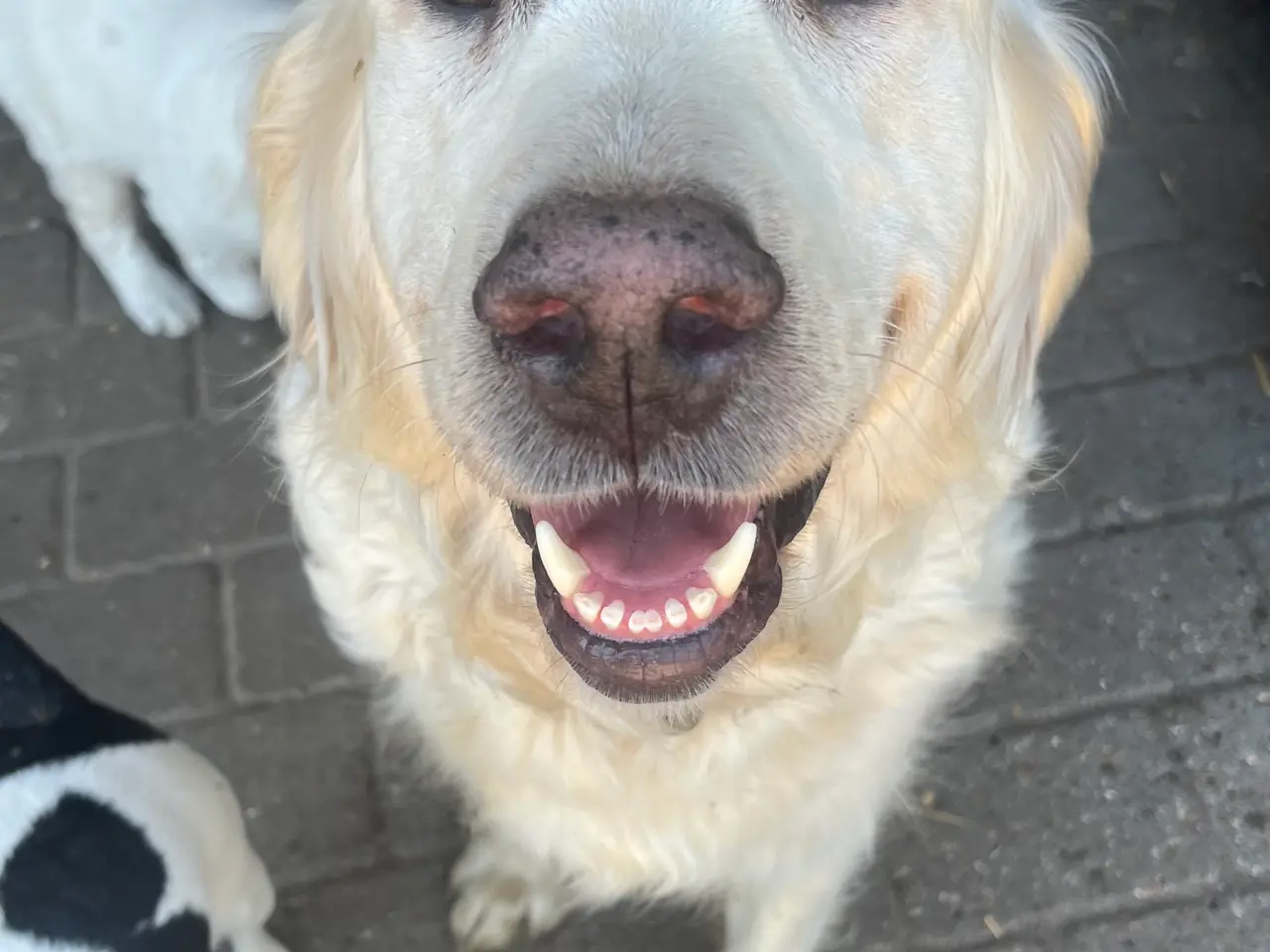 Billede 17 - 4 Golden retriever hvalpe sælges