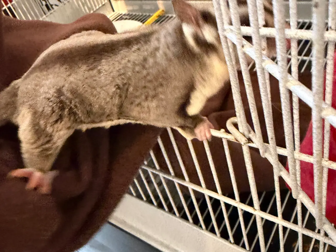 Billede 3 - Sugar Gliders med alt tilbehør