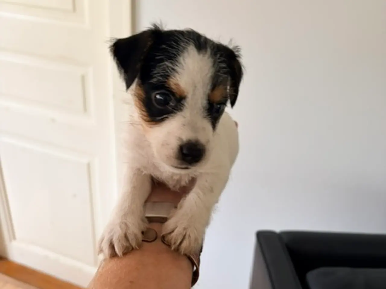 Billede 5 - Parson Russel terrier hvalpe (Jack Russel)