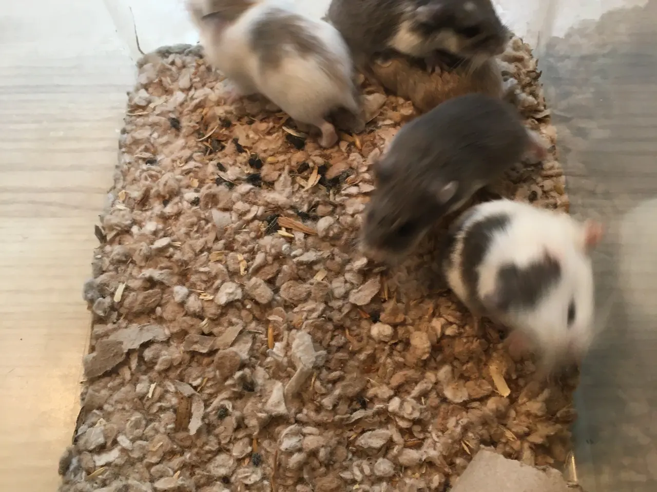 Billede 2 - Roborowski hamster