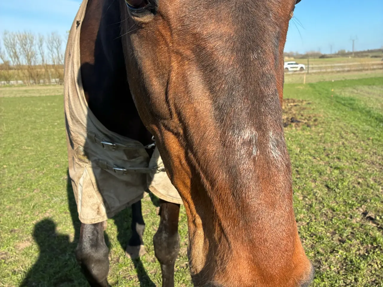 Billede 1 - Hest til salg