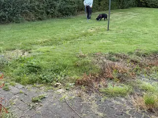 Labrador 1 år sælges