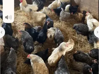 Høns