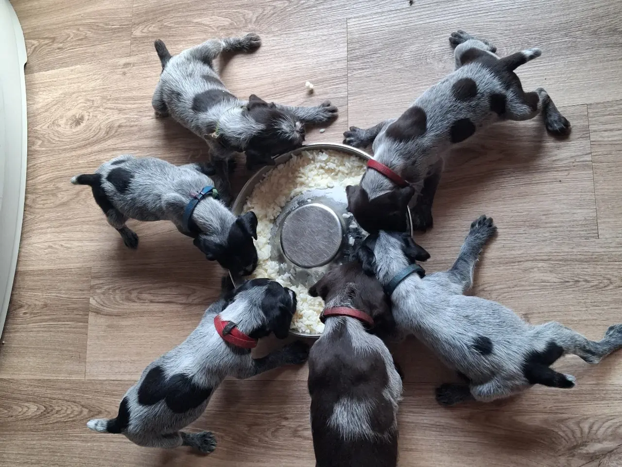 Billede 1 - Ruhåret hønsehund hvalpe