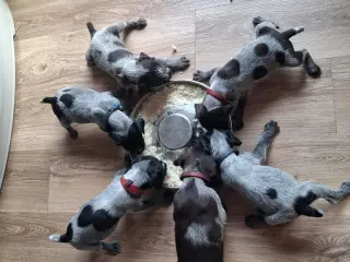 Ruhåret hønsehund hvalpe