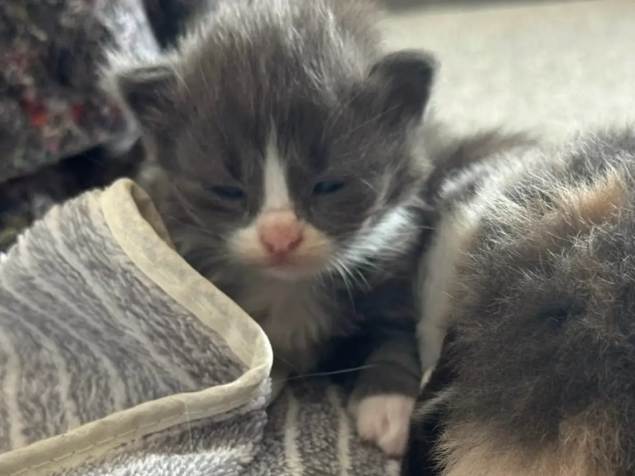 Billede 18 - 💙Sød Maine Coon/Ragdoll hankilling💙