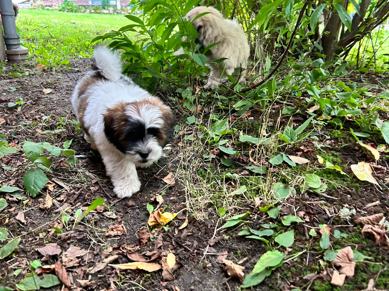 Billede 1 - 3 Lhasa Apso hvalpe, drenge