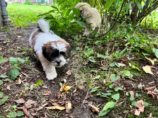 3 Lhasa Apso hvalpe, drenge