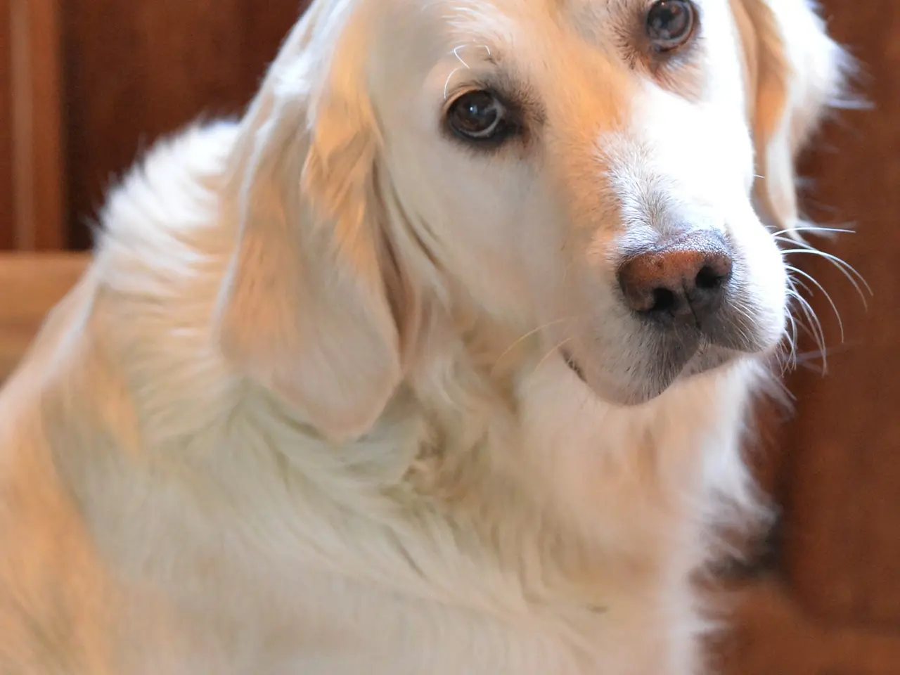 Billede 2 - Golden Retriever hvalpe