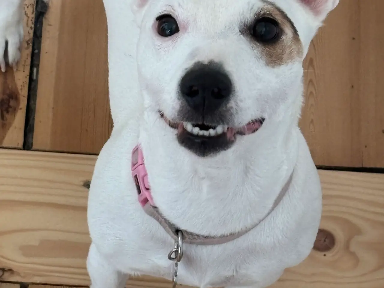 Billede 2 - Jack Russell Terrier til Omplacering