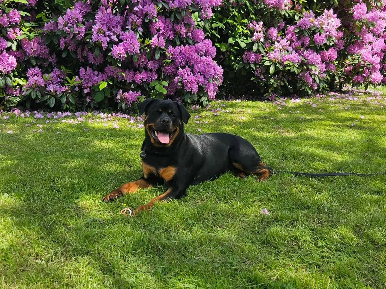 Billede 1 - Rottweiler tæve