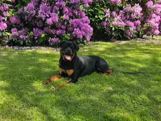Rottweiler tæve 