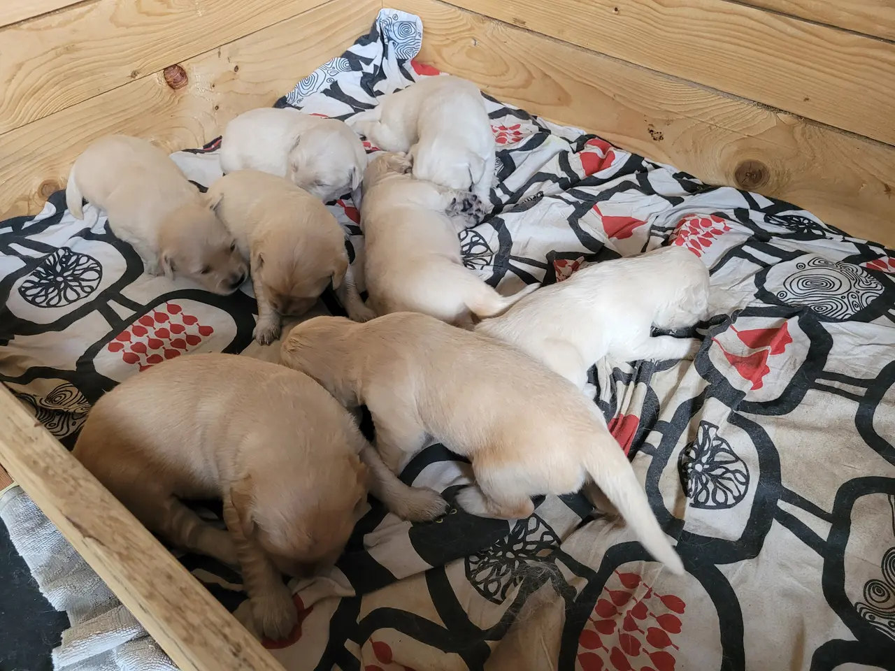 Billede 6 - Golden Retriever hvalpe 