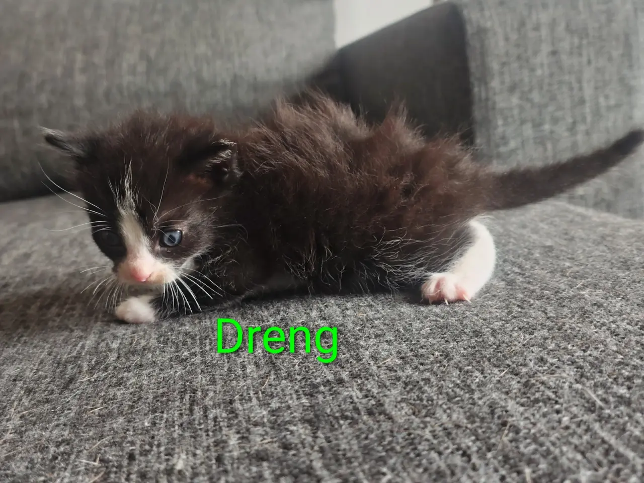 Billede 2 - Kan Resaveres nu 😺
