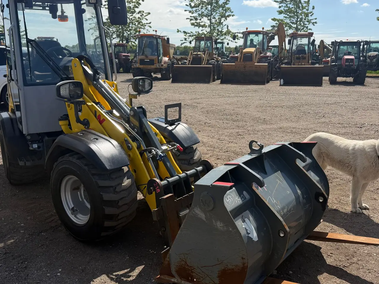 Billede 2 - Wacker Neuson WL28 LUKKET HUS, SKOVL OG GAFLER , HYDRAULISK SKIFT