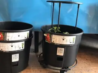 Tomat Plantepotte