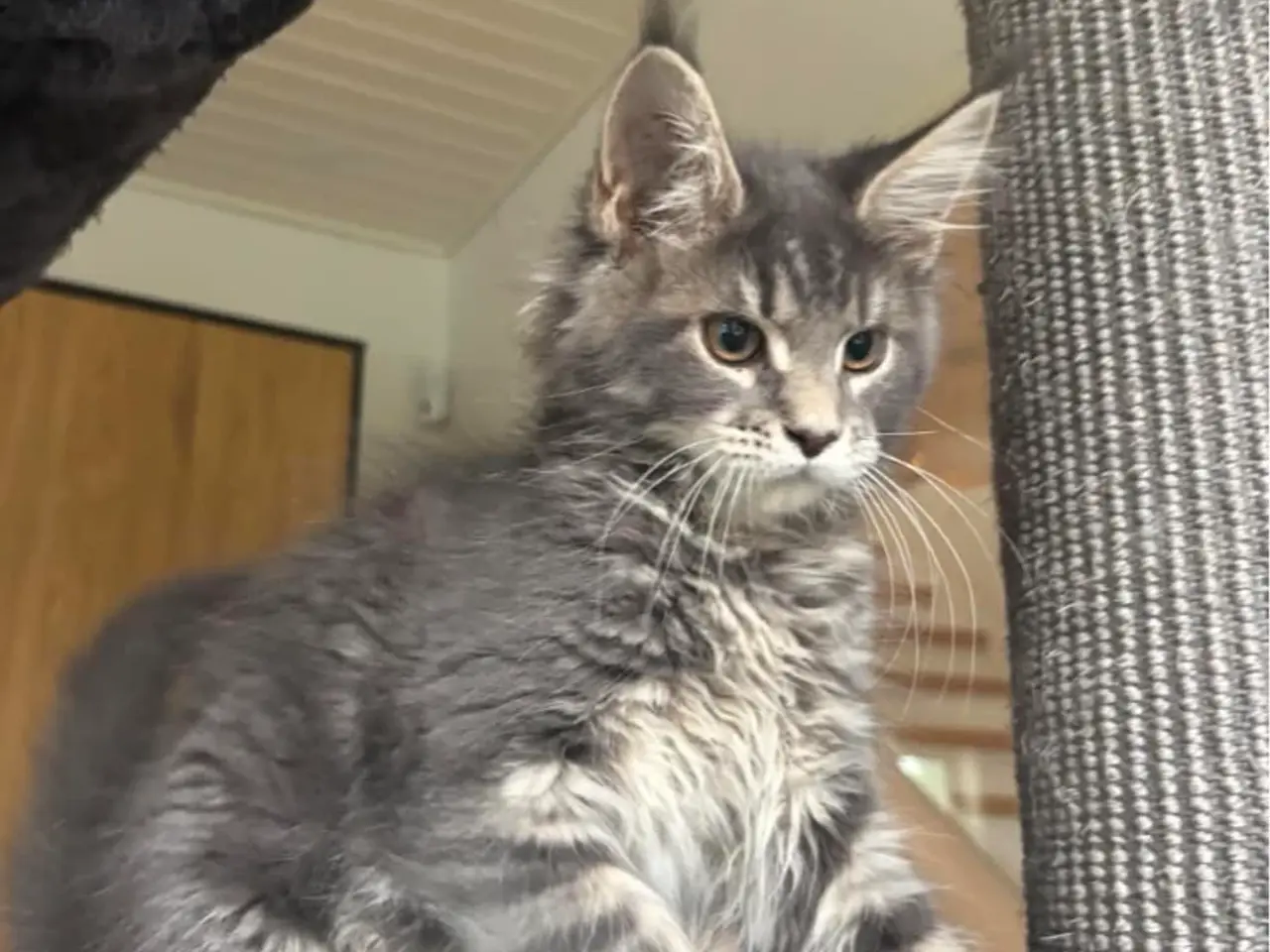 Billede 10 - 💕Maine Coon 💕