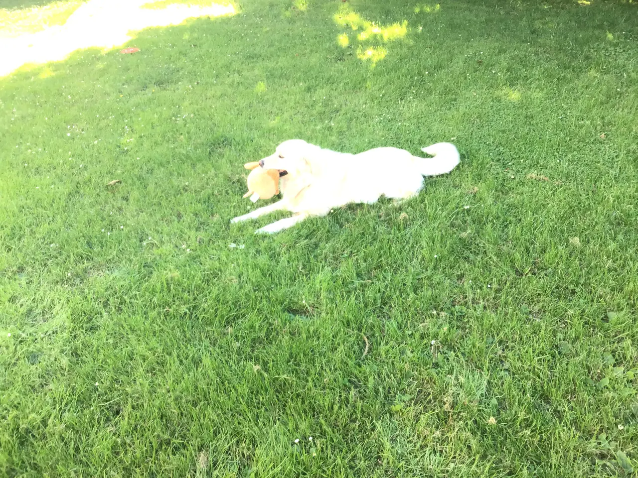 Billede 8 - Golden retriever hvalpe sælges.