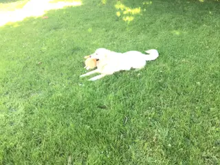 Golden retriever hvalpe sælges. - 5