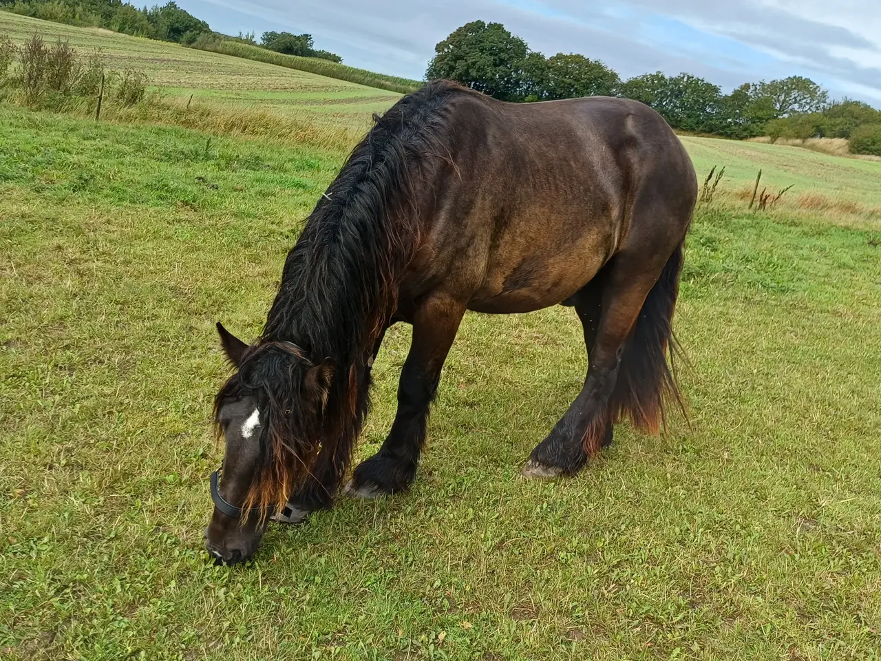 Billede 2 - 2årig Jyskhest hingst sælges