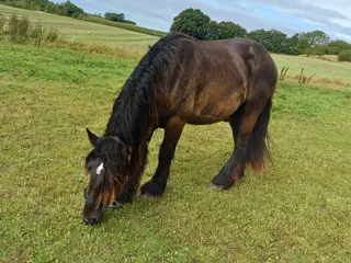 2årig Jyskhest hingst sælges