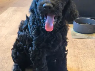 F1B Labradoodle 1 hun tilbage