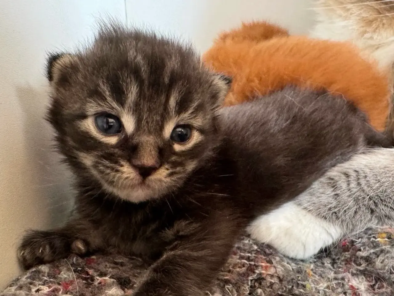 Billede 2 - Maine Coon killing