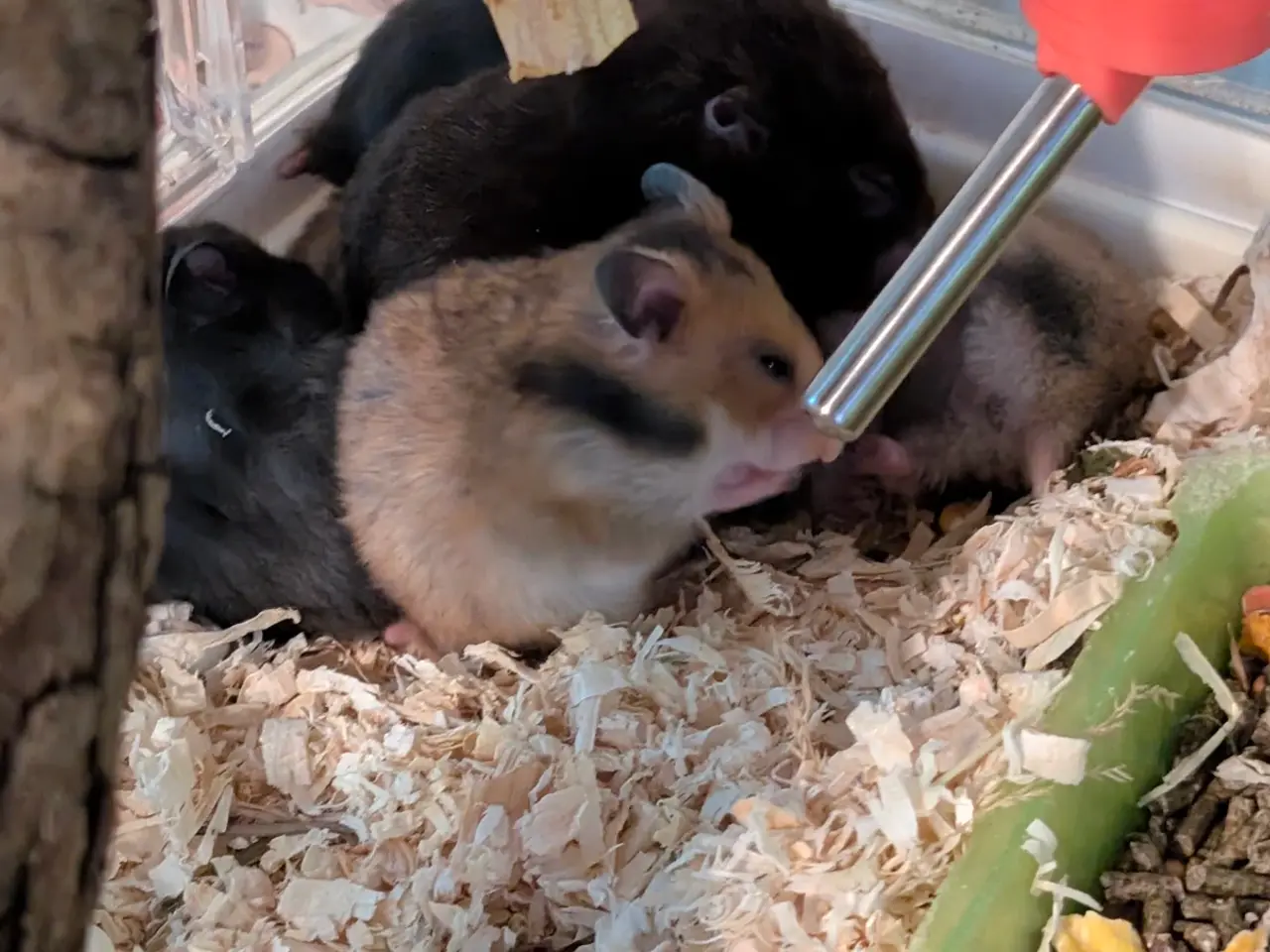 Billede 1 - Hamster unger sælges