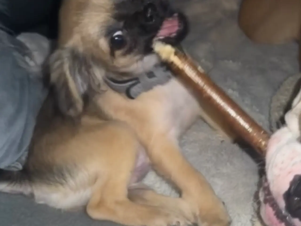 Billede 3 - Sød Chihuahua blanding