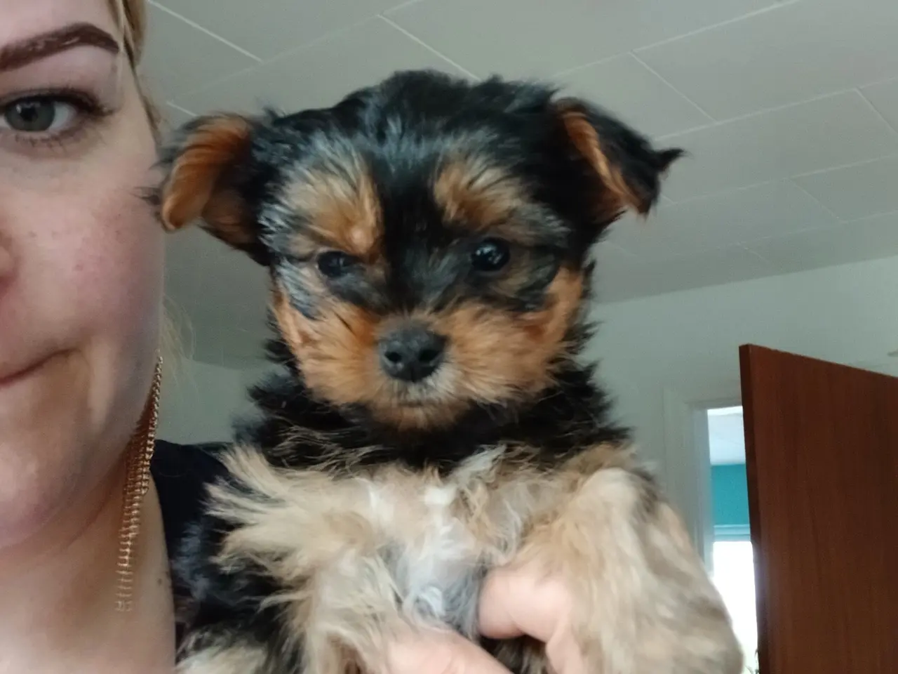 Billede 1 - 3 drenge Yorkshire Terrier