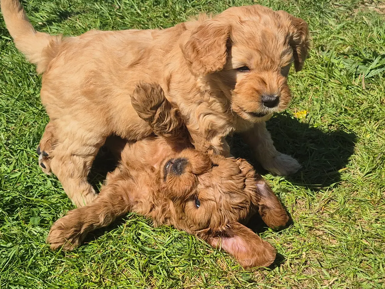 Billede 2 - Goldendoodle hvalpe - 14-21 kg