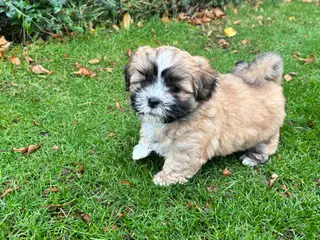 Bommuld/Shih tzu hvalpe