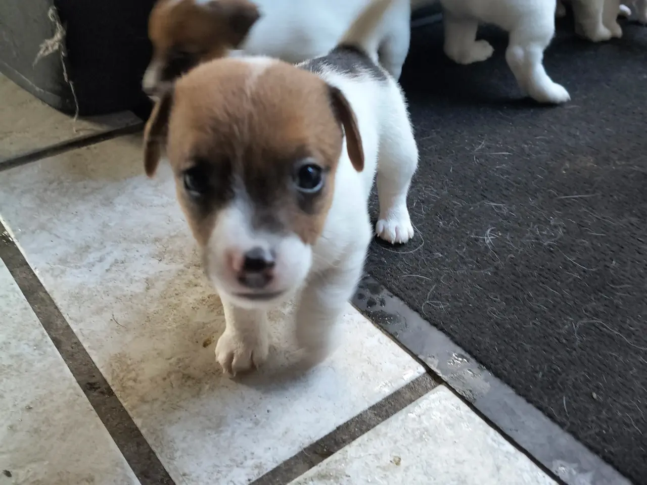 Billede 15 - Lækker Jack Russell Terrier hvalpe 