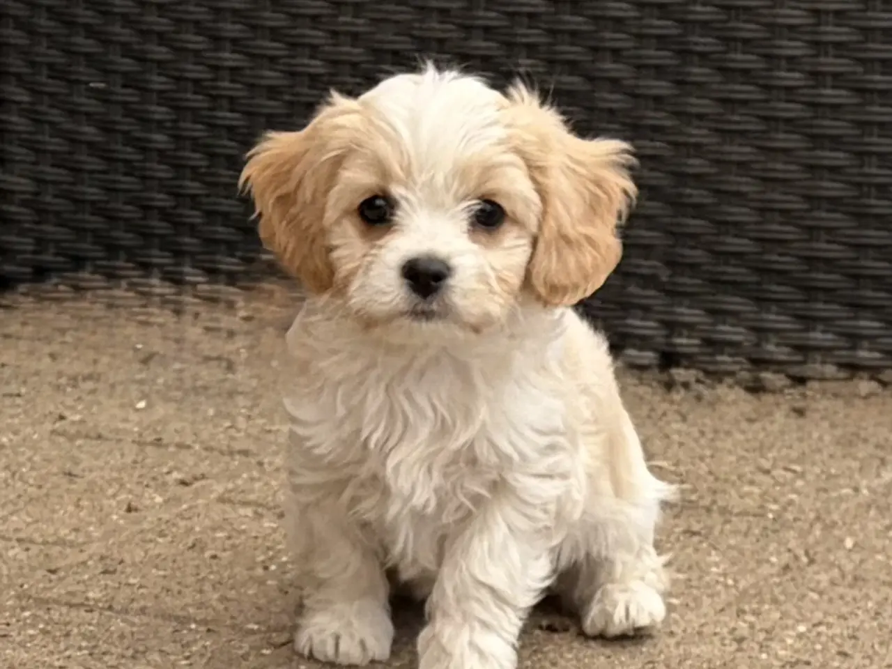 Billede 4 - De små dejligste Cavachon drenge