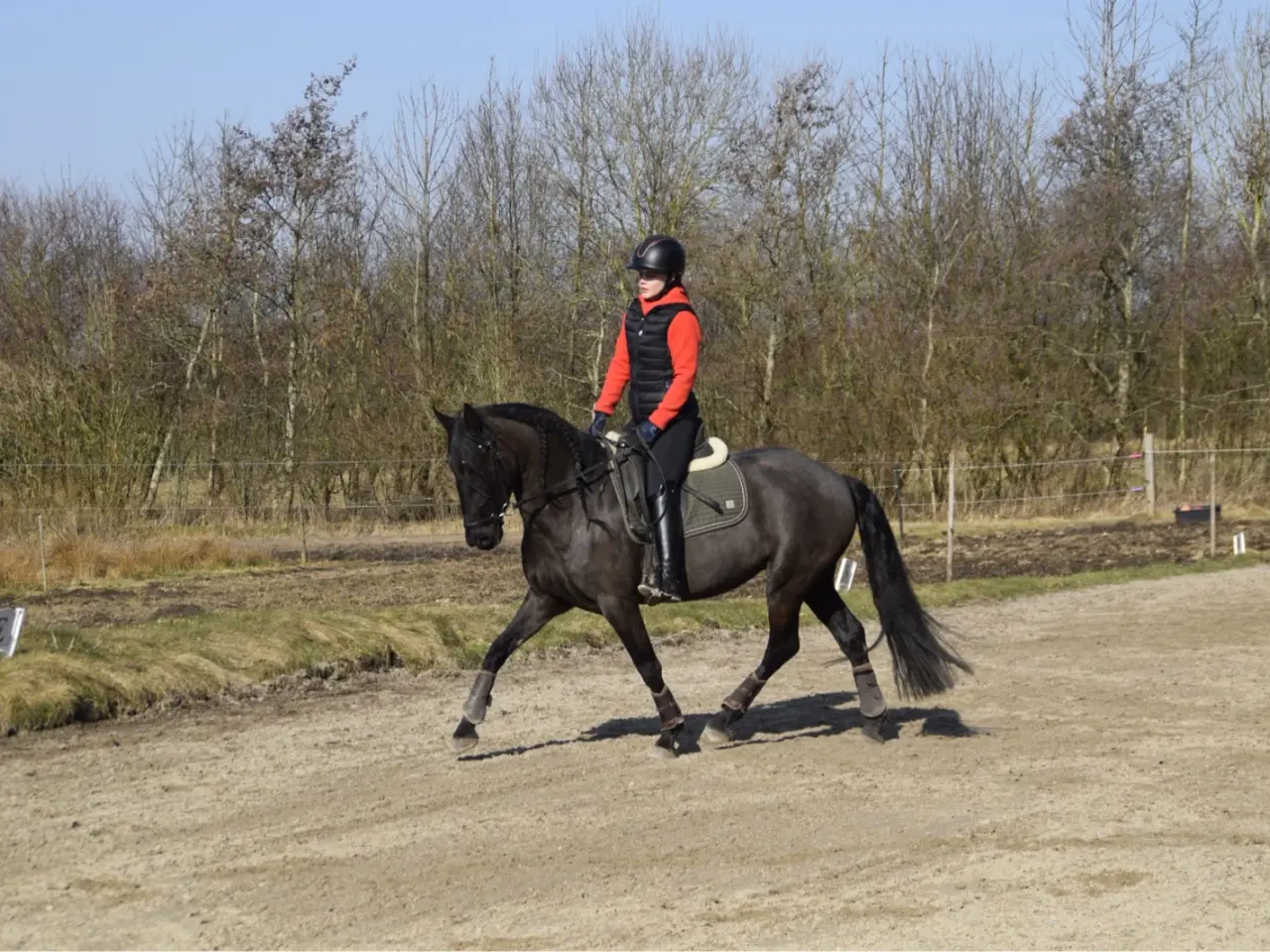 Billede 14 - Halv frieser halv pony