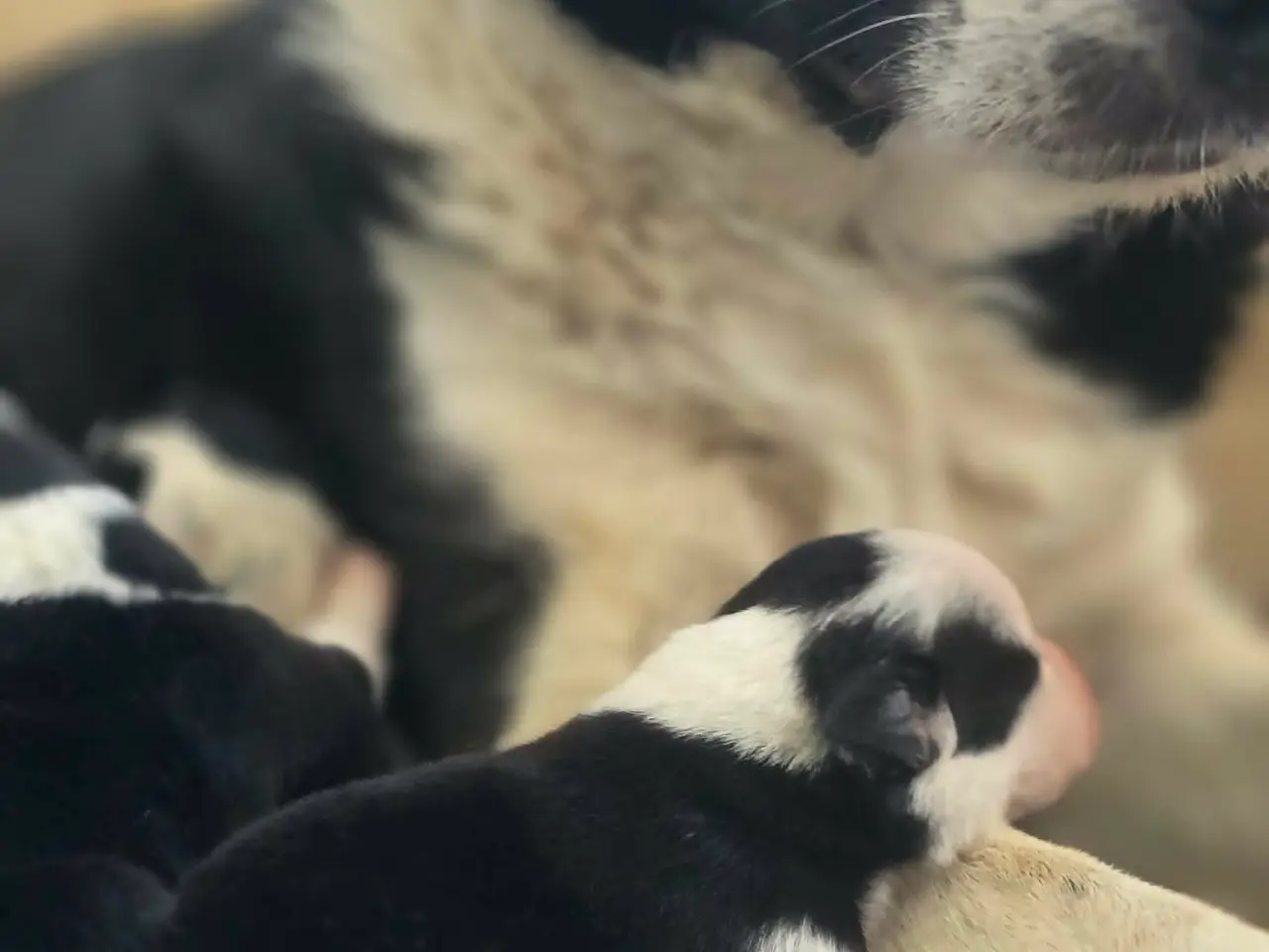Billede 3 - Border Collie Hvalpe søger deres nye drømmehjem