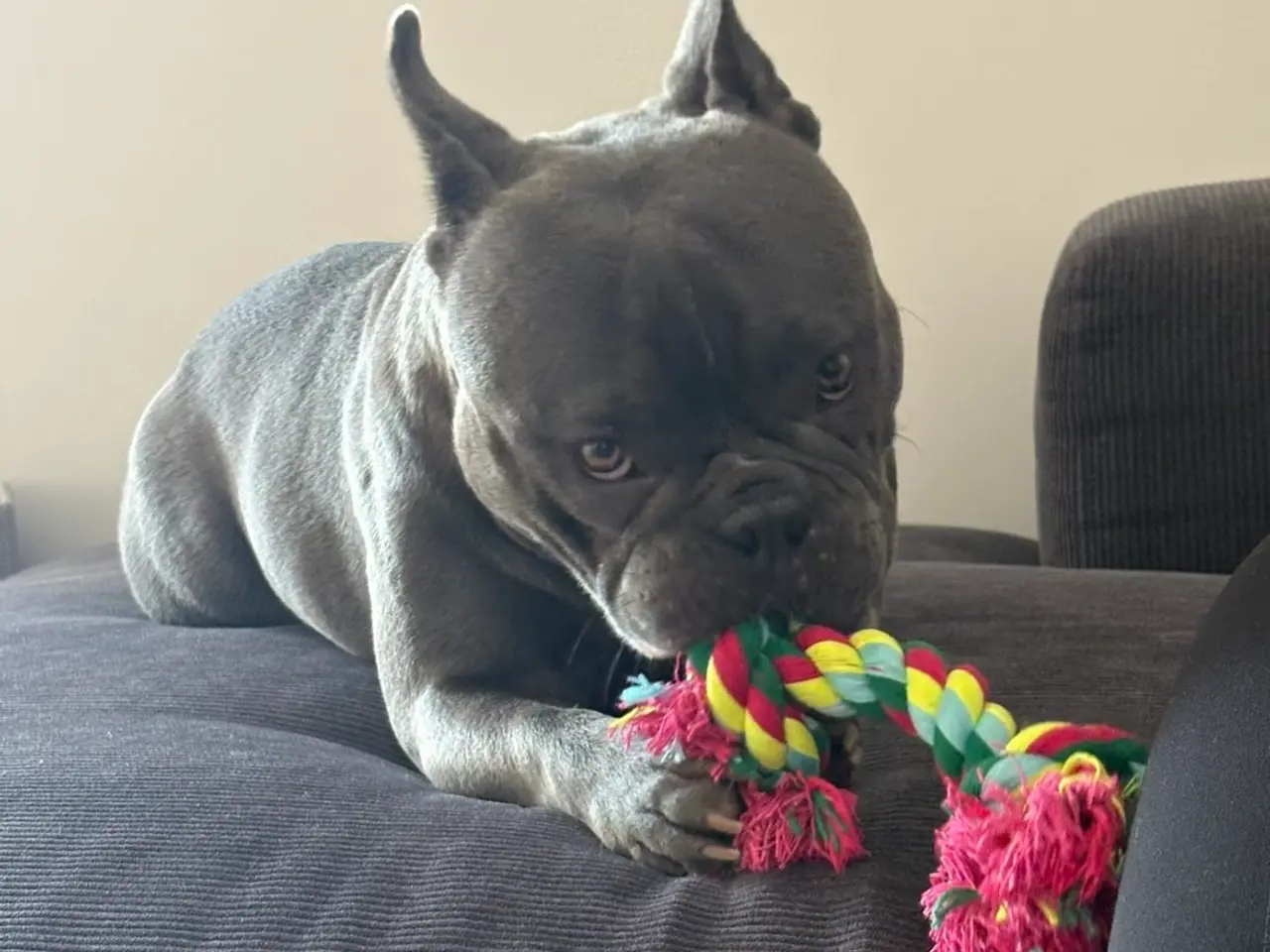 Billede 2 - American bully grå/blå