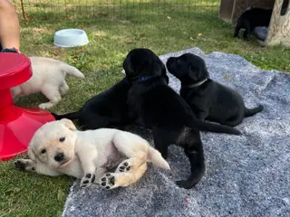 🐶 Labradorhvalpe F1 søger kærlige hjem 