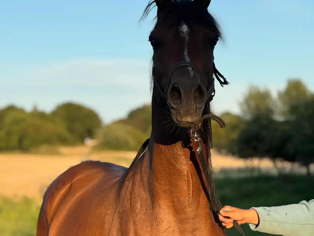Billede 8 - 6-årig araberhoppe