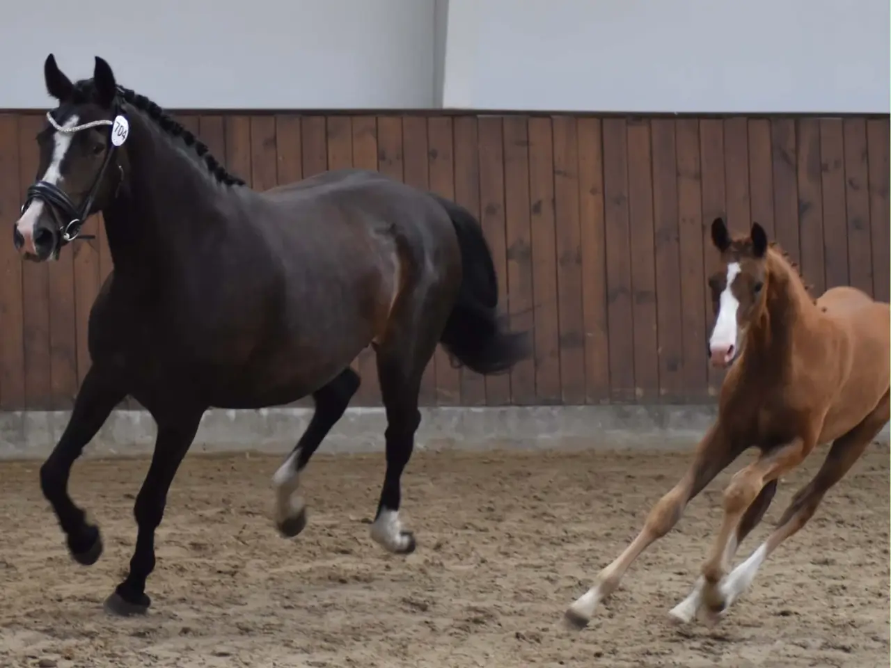 Billede 9 - Dansk varmblod hingst