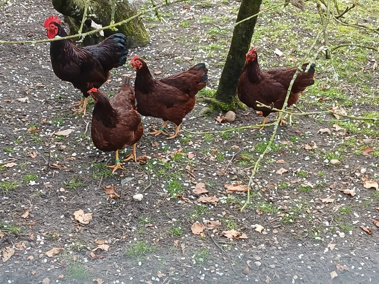 Billede 1 - RIR dværge (Rhode Island Red)