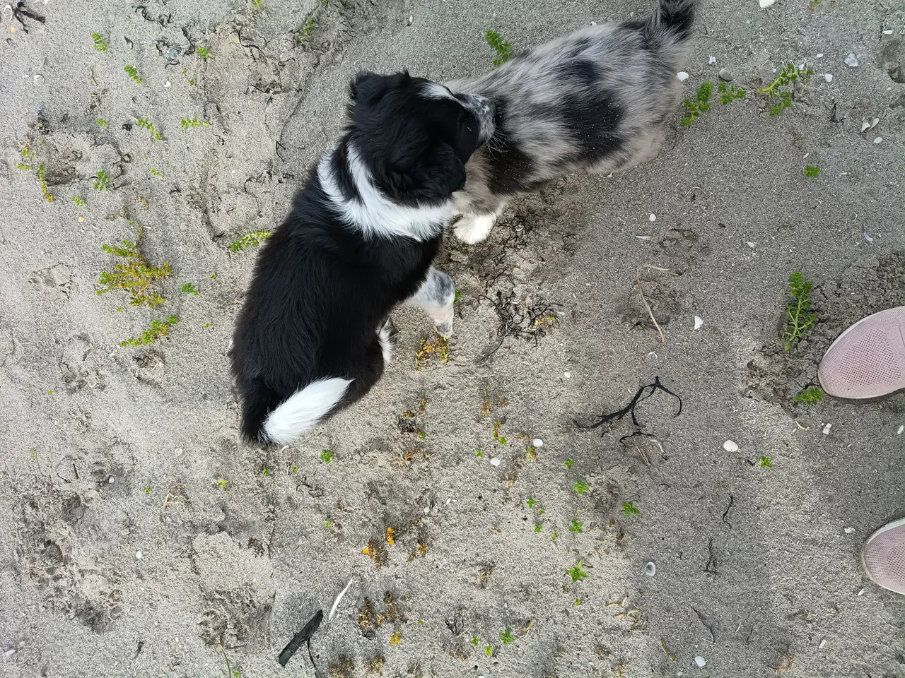 Billede 3 - Australien sheppard/border collie
