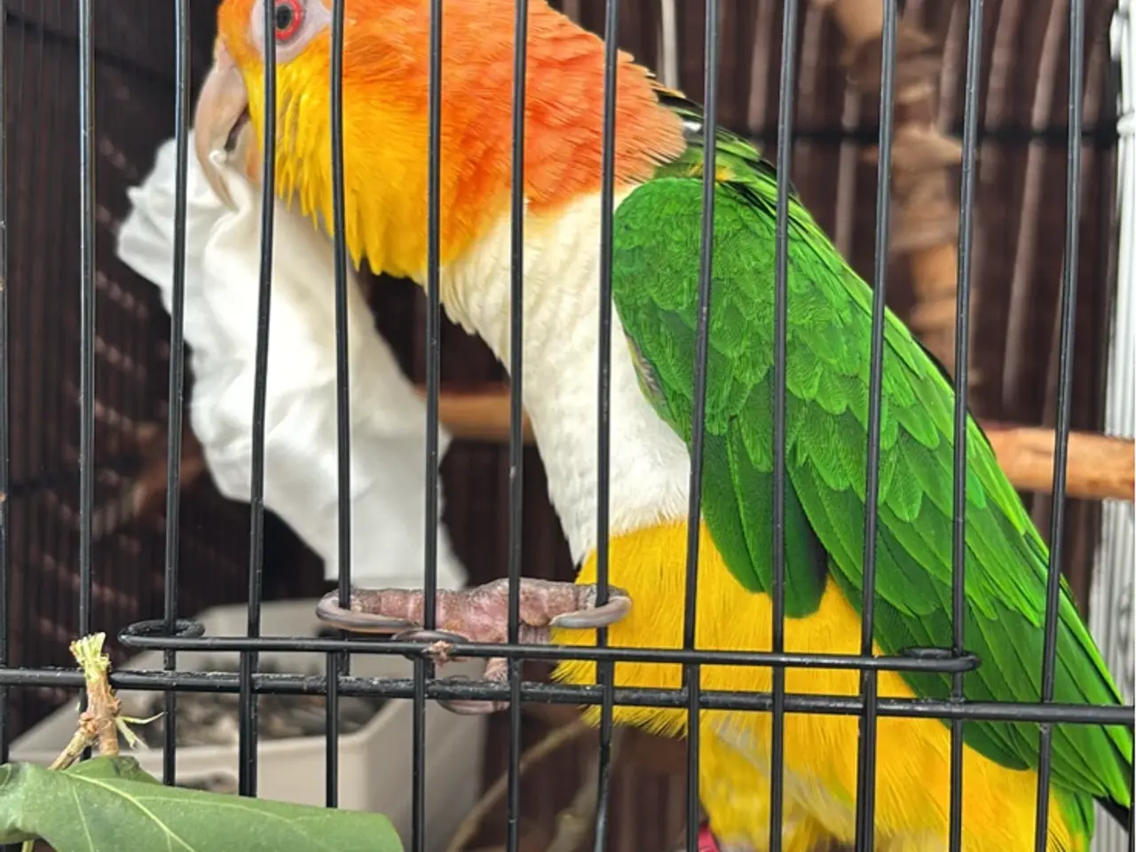 Billede 2 - Papegøje / hvidbuget 🦜