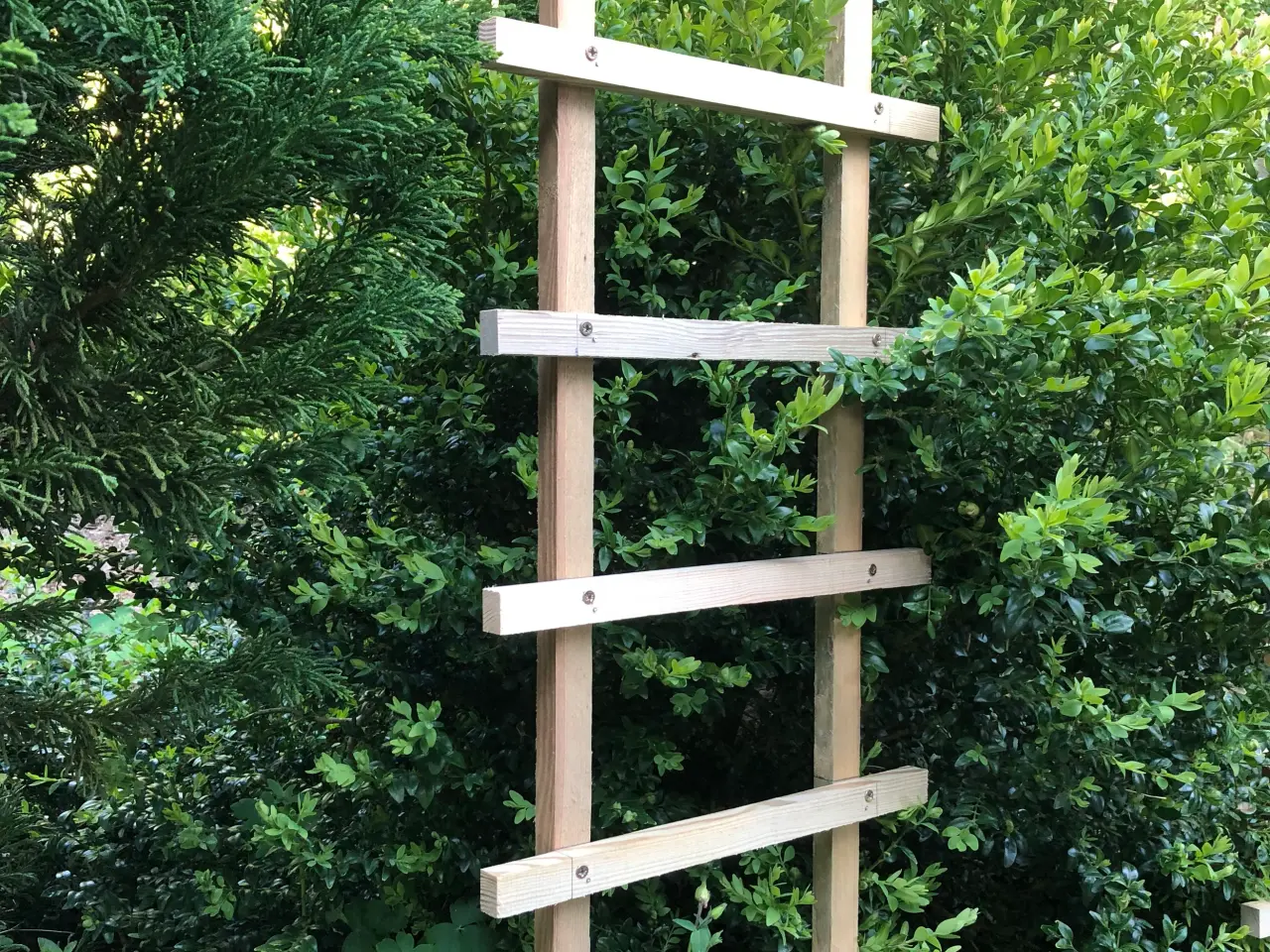 Billede 5 - Espalier