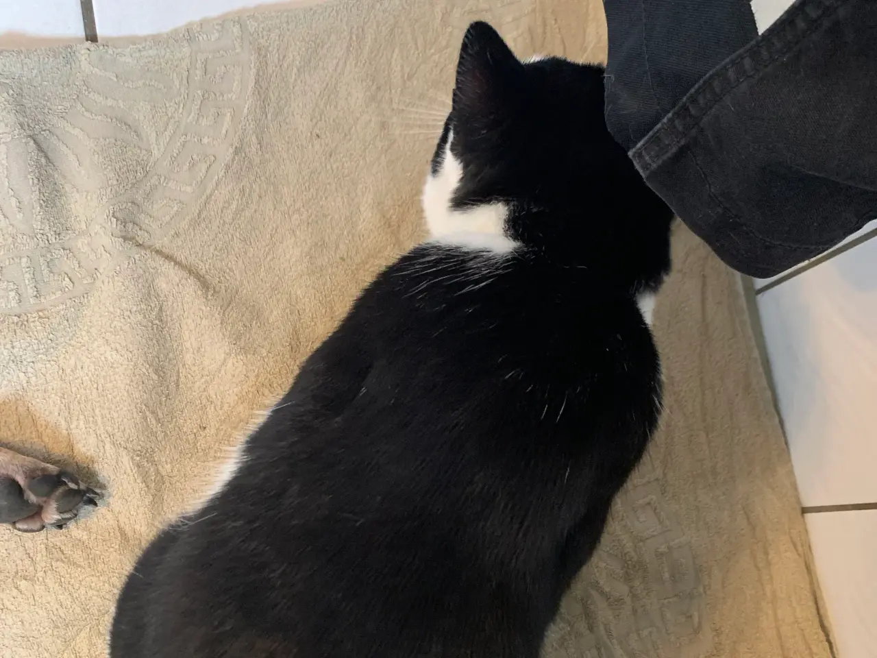Billede 1 - Søger en hund Der til betale for og ikke koster e