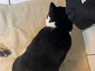 Søger en hund Der til betale for